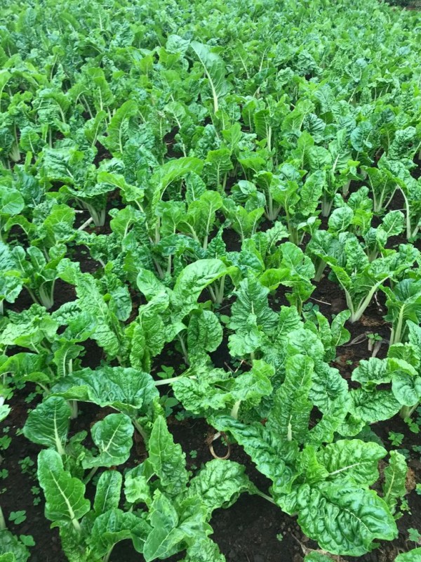 Épinard from Kenya